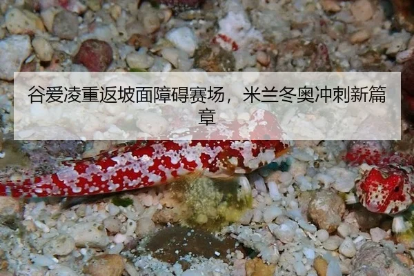 gu-ai-ling-chong-fan-po-mian-zhang-ai-sai-chang-mi-lan-dong-ao-chong-ci-xin-pian-zhang-2-272.jpg